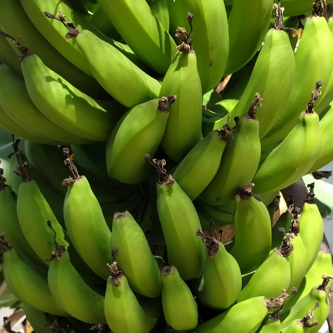 Banana-4