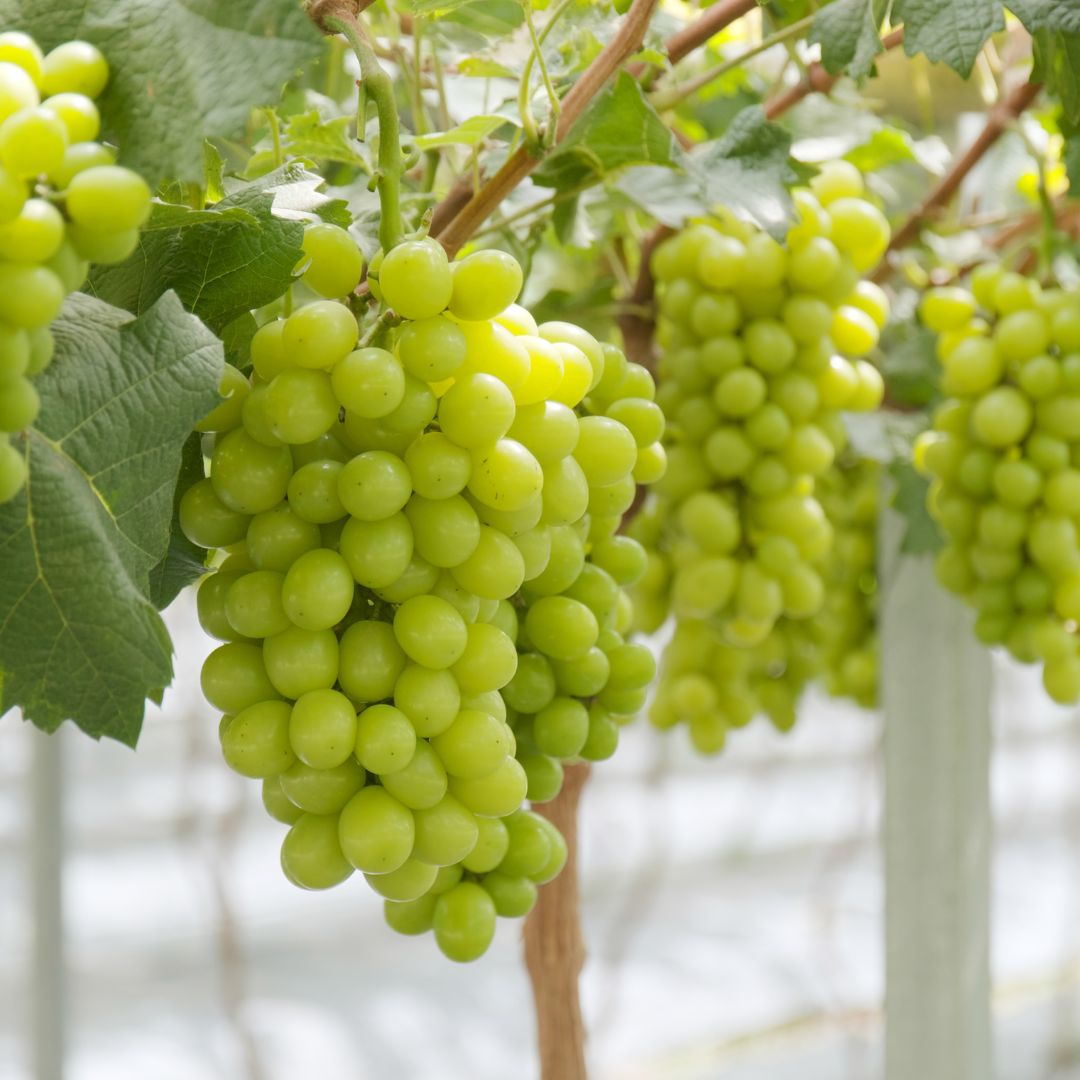 Grapes-2