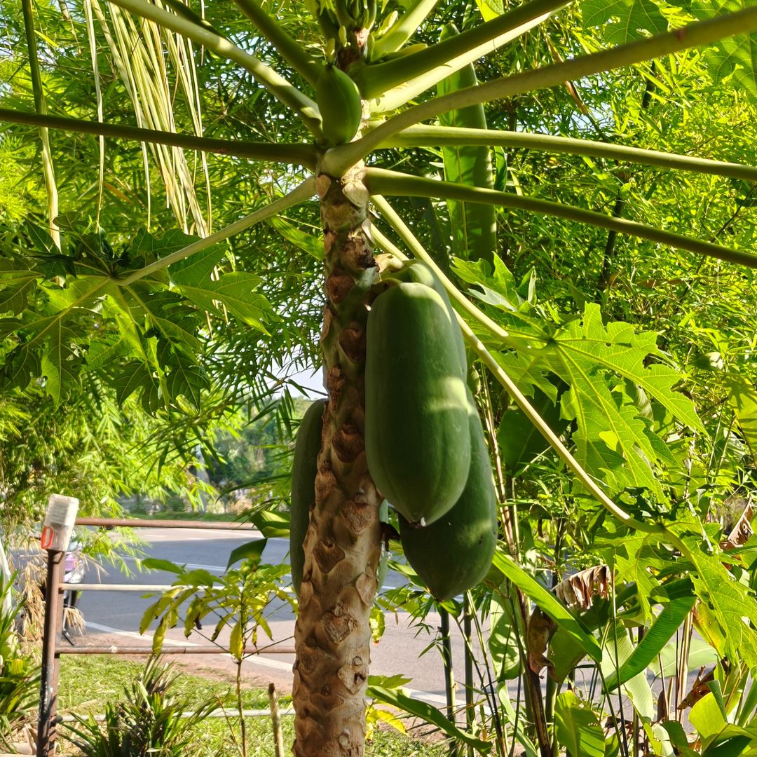 Papaya-3